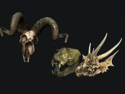 Skull Animal 3D model
