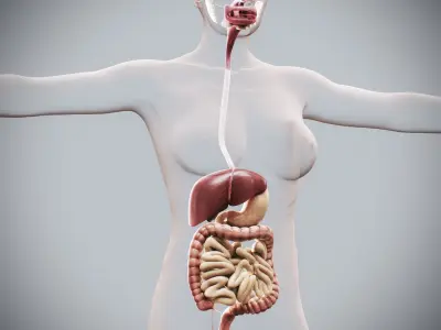 Human Female Digestive Anatomy 3D model