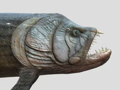 Xiphactinus Low-poly 3D model