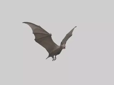 Fishing Bat flying model Low-poly 3D model
