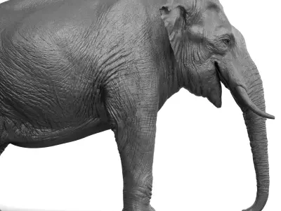 Asian Elephant 3D model purchase