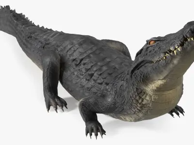 Black Caiman Looking Up 3D model