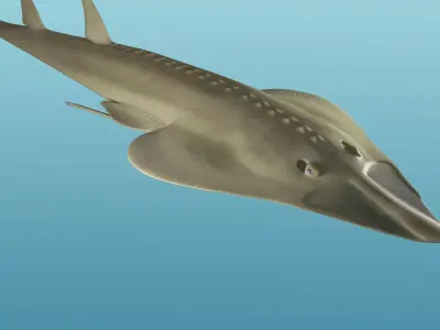Halavi Guitar fish 3D model