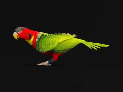 Yellow Bibbed Lory Parrot Bird Low-poly 3D model