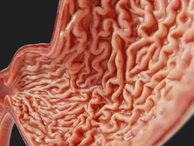  Human Stomach - Cross-Section 