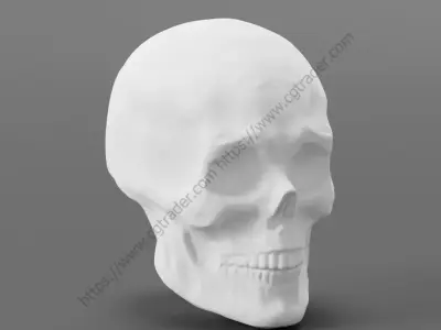 Detailed Male Head For Sculpting Free 3D model