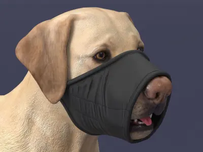 Labrador with Nylon Dog Muzzle 3D model
