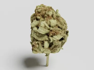 Cannabis Bud 06 3D model