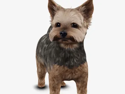 Dog Yorkshire Terrier Low-poly 3D model