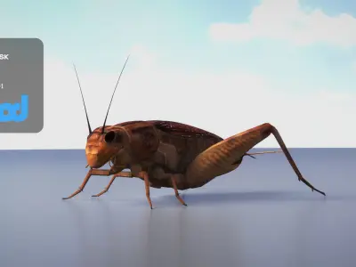 Cricket 3D model