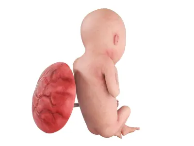 Fetus Anatomy Week 19 Static 3D model