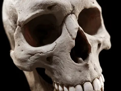 Human Skull  purchase 3D model
