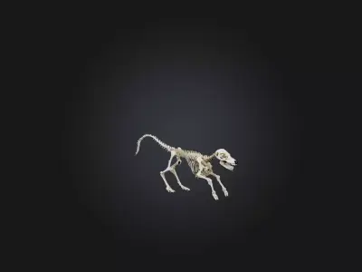 Realistic Coyote Skeleton Model Low-poly 3D model
