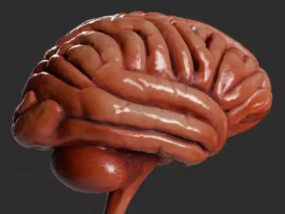 Human Internal Organs 3D model purchase