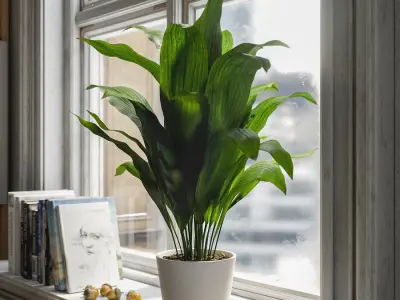  Cast Iron Plant Potted Plant Model 
