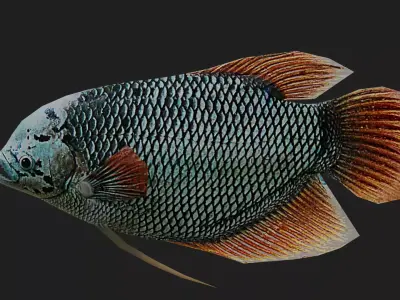 Ashtongourami Low-poly 3D model