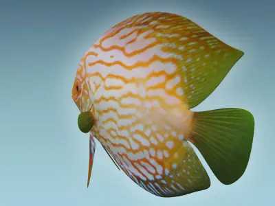 Discus Fish 7 3D model