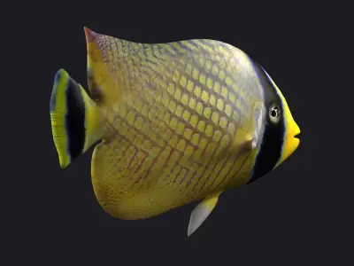 animal  aquarium underwater fish fishing sea sealife ocean 3D model