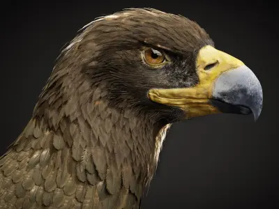 Golden Eagle 3D Model I Game Ready Blender Low-poly 3D model