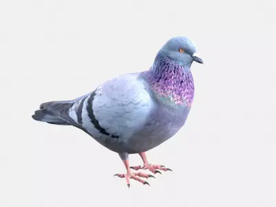 Pigeon 3D model purchase