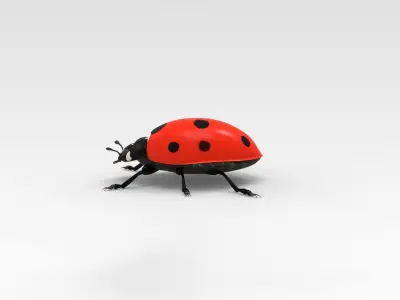 Ladybug 3D model get