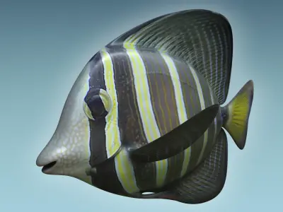 Zebrasoma Fish 3 3D model