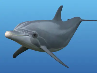 Dolphin Rigged 3D model