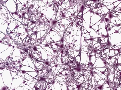 Neurons Network 3D model