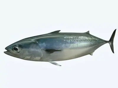 Bonite Fish 3D model