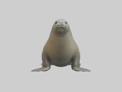Standing Elephant Seal Model Low-poly 3D model