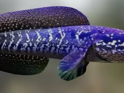 Purple Channa V2 3D model