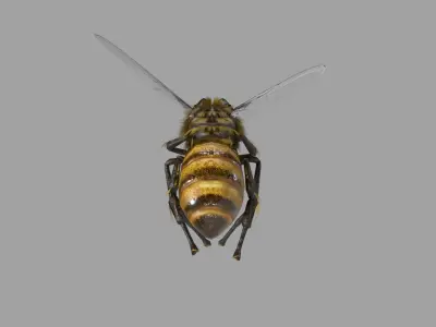 Bee lowpoly Low-poly 3D model
