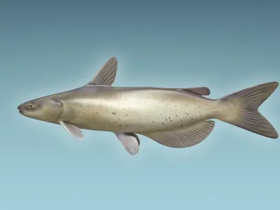Cat Fish 3D model