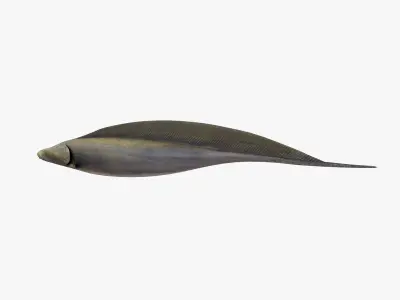Aba Aba Fish 3D model