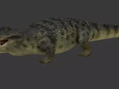 crocodile Low-poly 3D model order