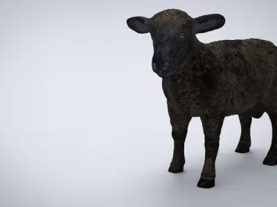 BLACK SHEEP Low-poly 3D model