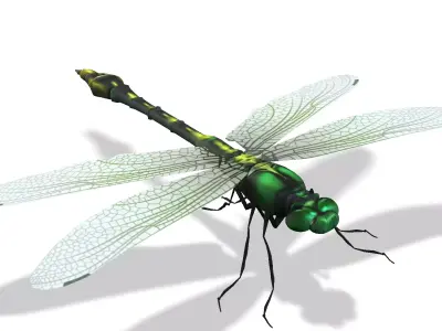 Foring dragonfly Low-poly 3D model