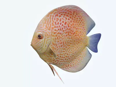 Discus Fish 2 3D model