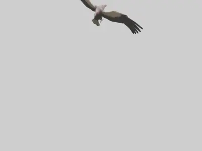 LappetFaced Vulture flying model Low-poly 3D model