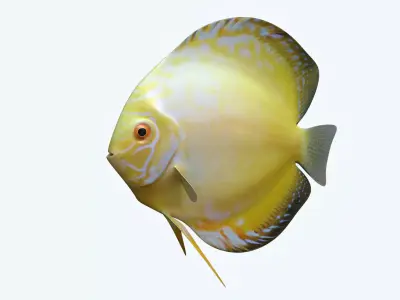 Discus Fish 3D model buy