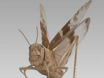 Locust Grasshopper Low-poly 3D model