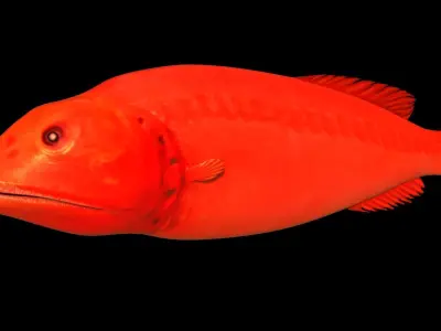 Flabbywhale fish Low-poly 3D model