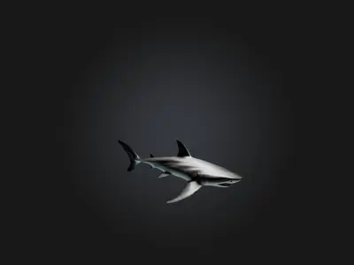 Realistic Shark Model Low-poly 3D model