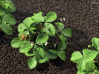 Strawberry Plant Bush with Fruits 3D model