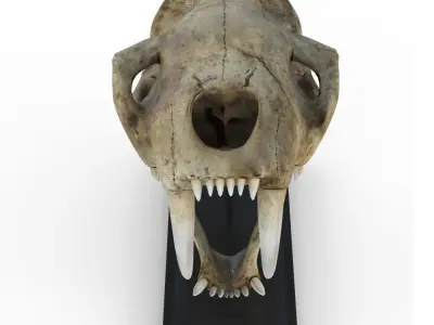 Saber tooth tiger skull Low-poly 3D model