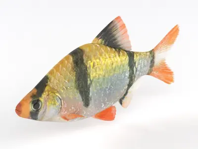 Tiger Barb Fish 3D model get
