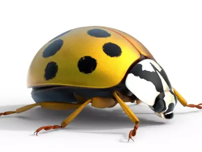 Harmonia axyridis beetle Free low-poly 3D model