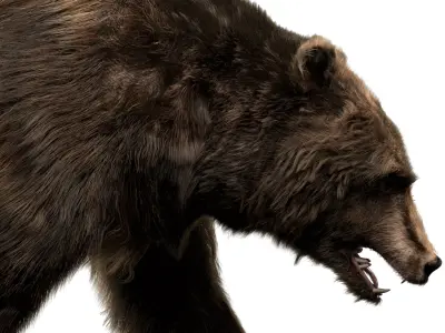  Bear (Fur) (Rigged) 