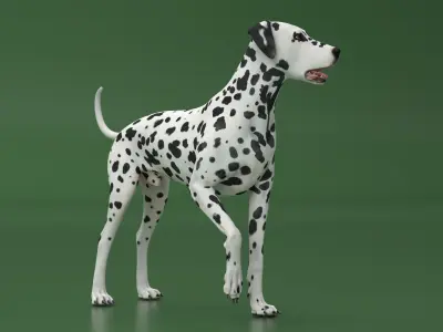 Spotted Standing Dalmatian Dog 3D model