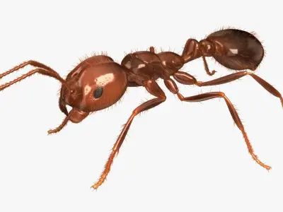 Solenopsis Invicta "Red Fire Ant" 3D model
